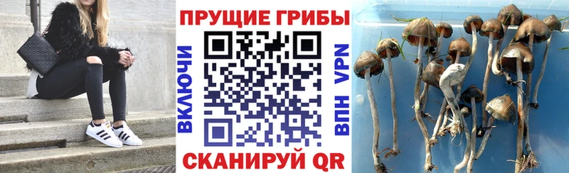 Псилоцибиновые грибы Cubensis  Кологрив 